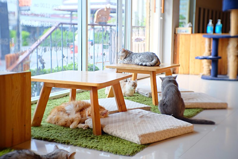 a cat cafe