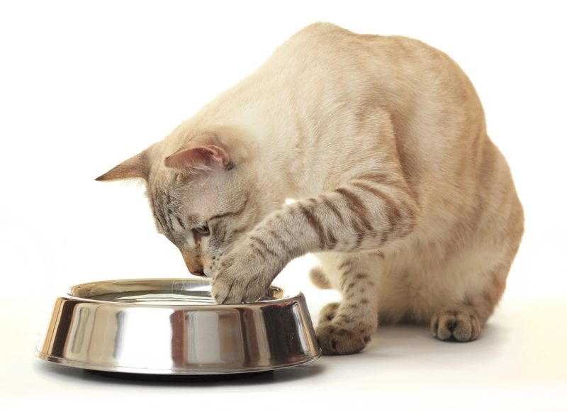 a cat dipping its paws on a bowl of water