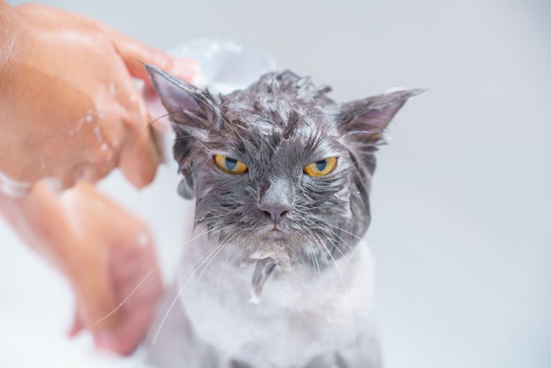 a cat getting a bath