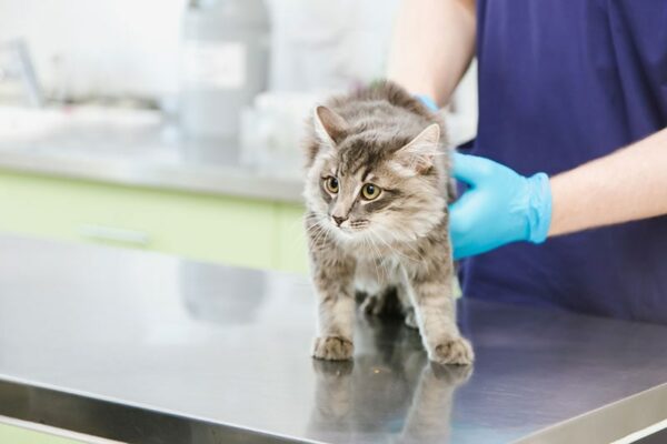 a cat in a veterinary clinic being examined by a doctor