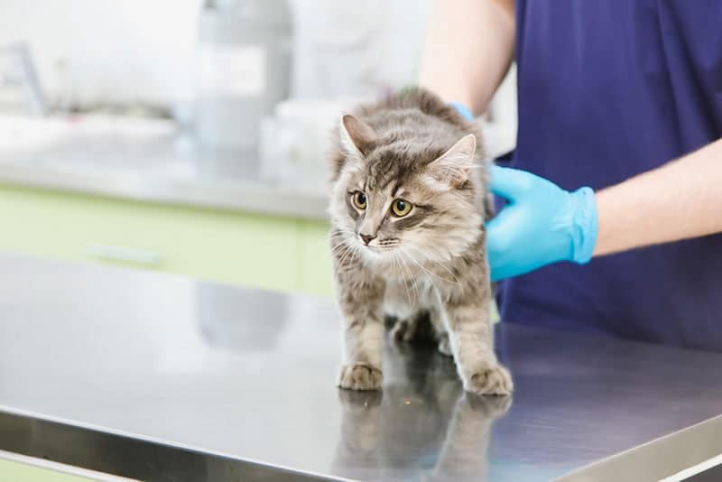 a cat in a veterinary clinic being examined by a doctor