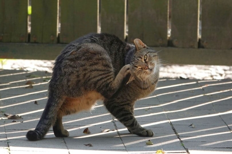 a cat scratching its ear outdoors