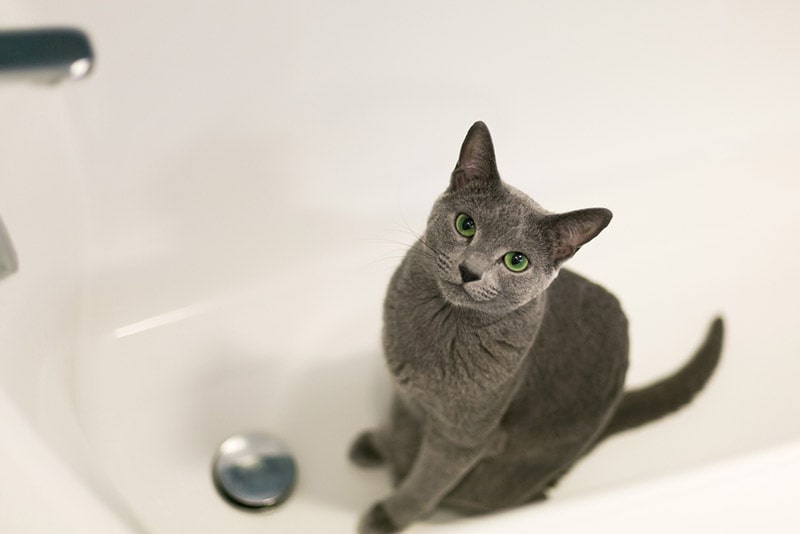 a cat sitting in the bathtub