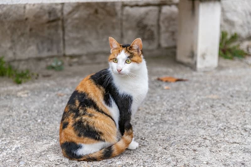 a cat sitting on the street