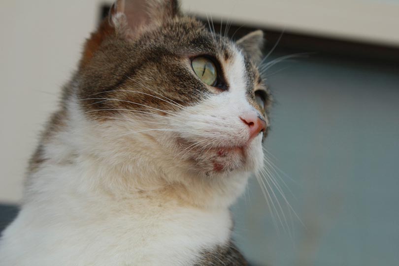 a cat with chin acne