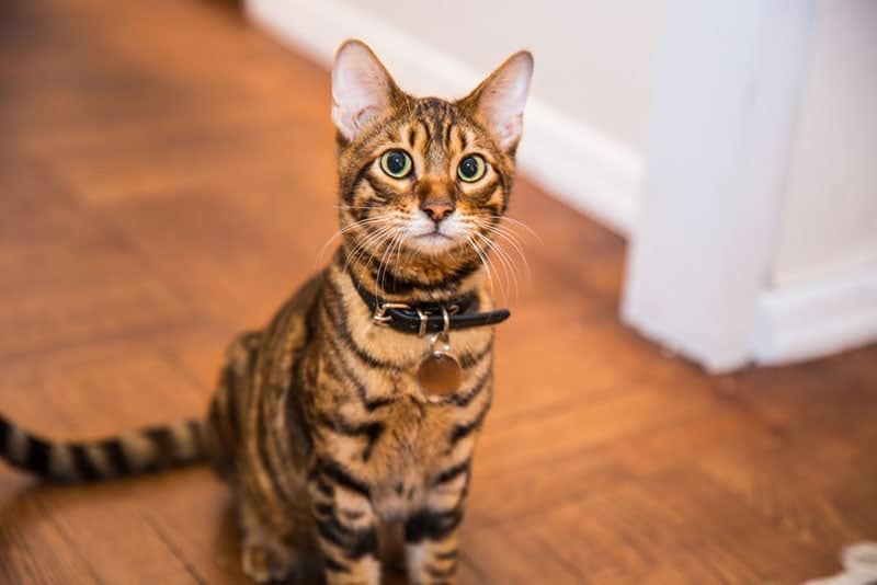 a cat with collar on sitting on the floor