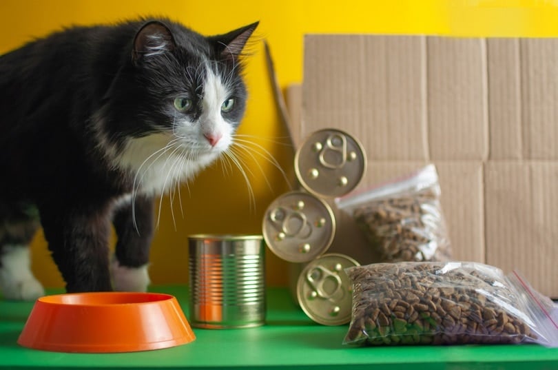 a cat with dry and canned cat food