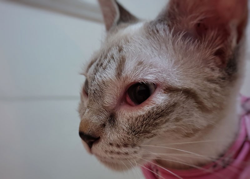 a cat with eye infection
