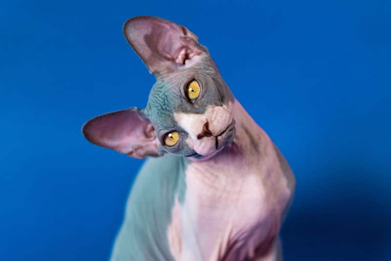 a close up of a canadian sphynx cat tilting its head