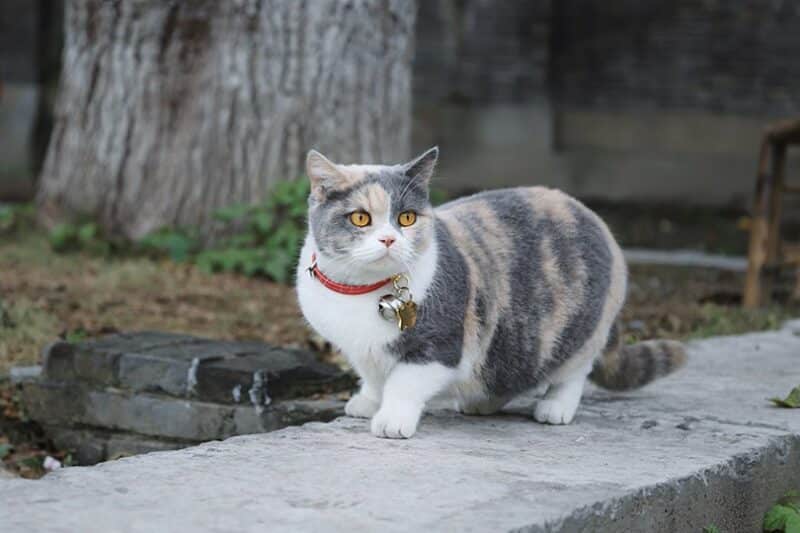 a diluted calico cat with collar sitting on cemented path