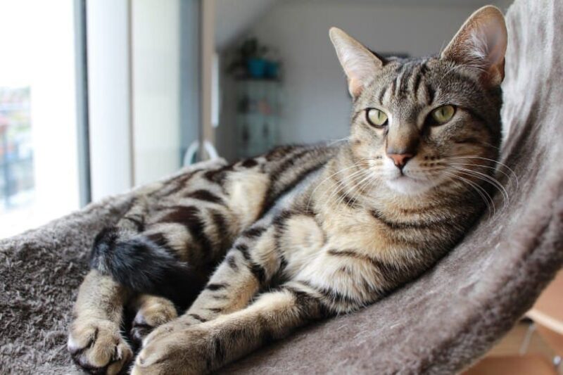 a domestic shorthair cat lying on the couch