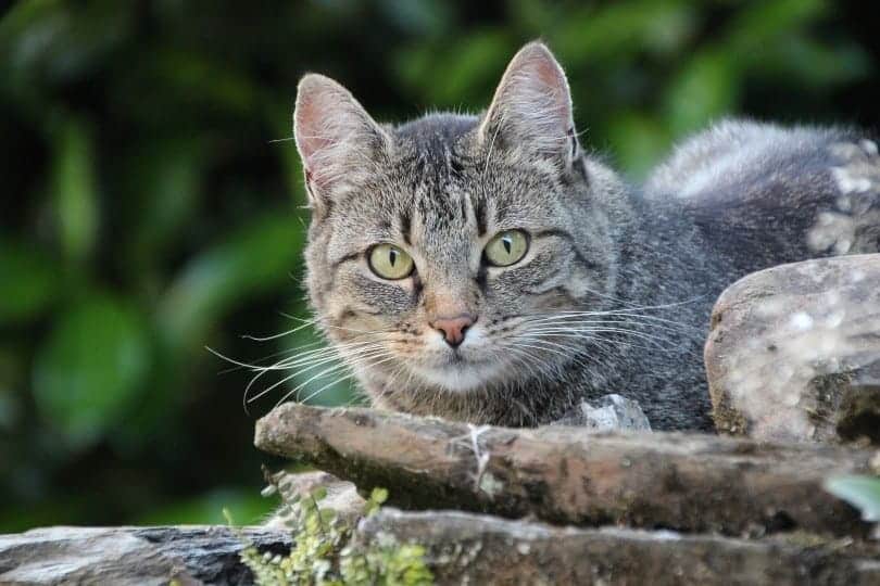 a domestic shorthair cat