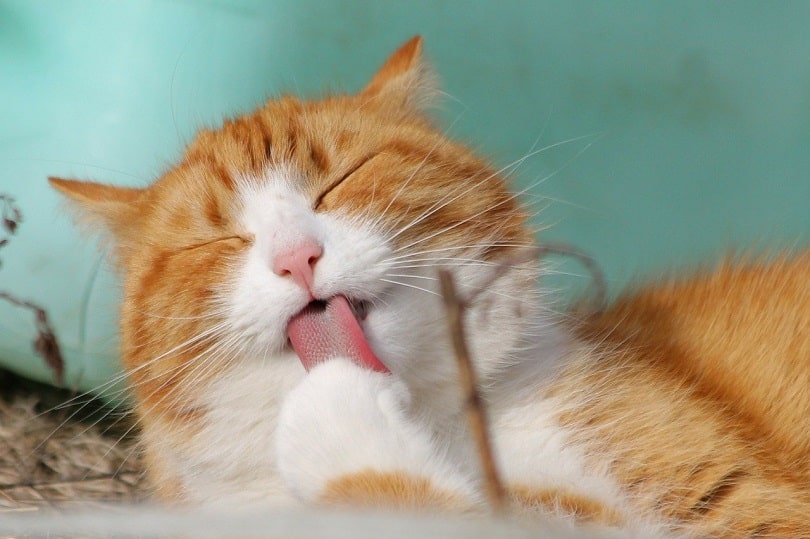 a domestic tabby cat licking its paw