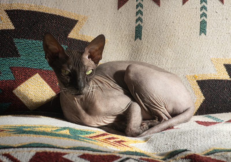 a donskoy cat lying on the sofa