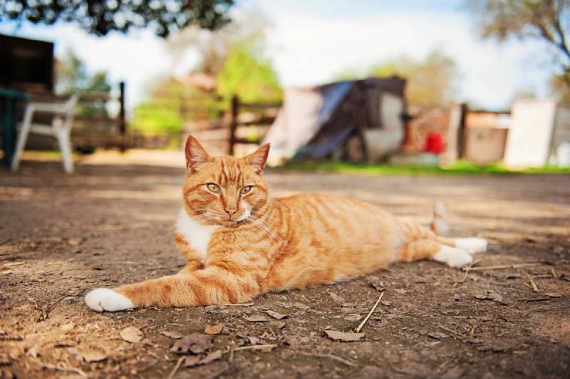 a feral barn cat relaxing in the shade