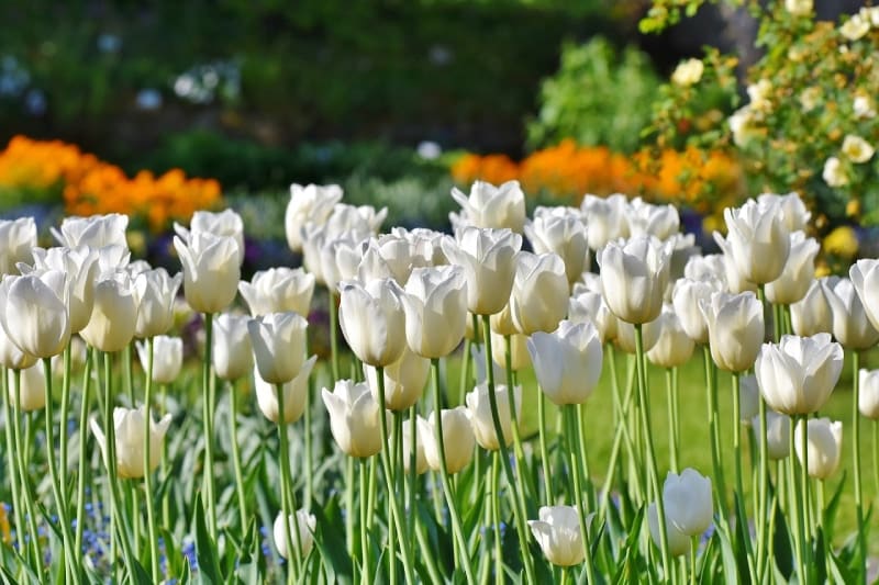 a field of beautiful white tulips