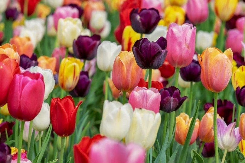 a field of tulips