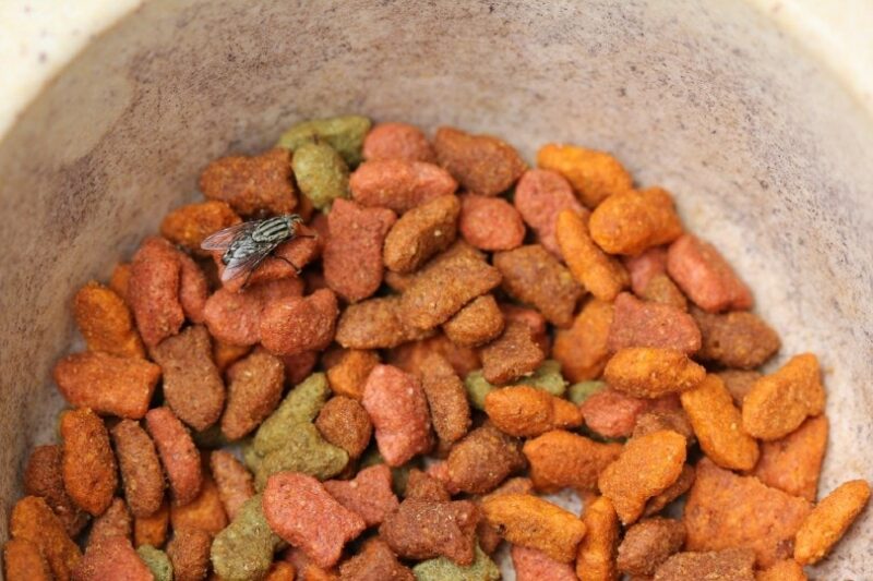 a fly on dog or cat food