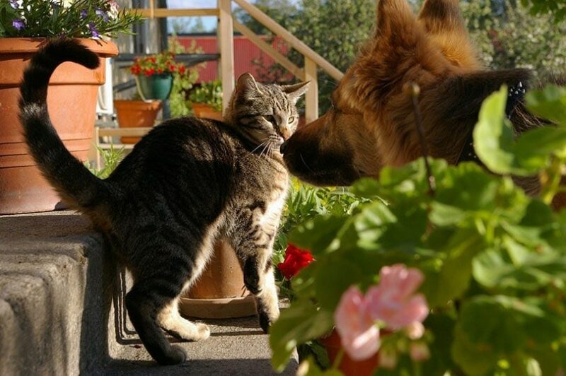 a german shepherd dog staring at the tabby cat