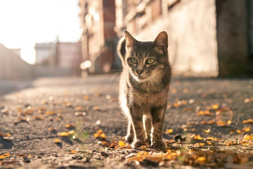 a gray stray cat is walking along the sidewalk