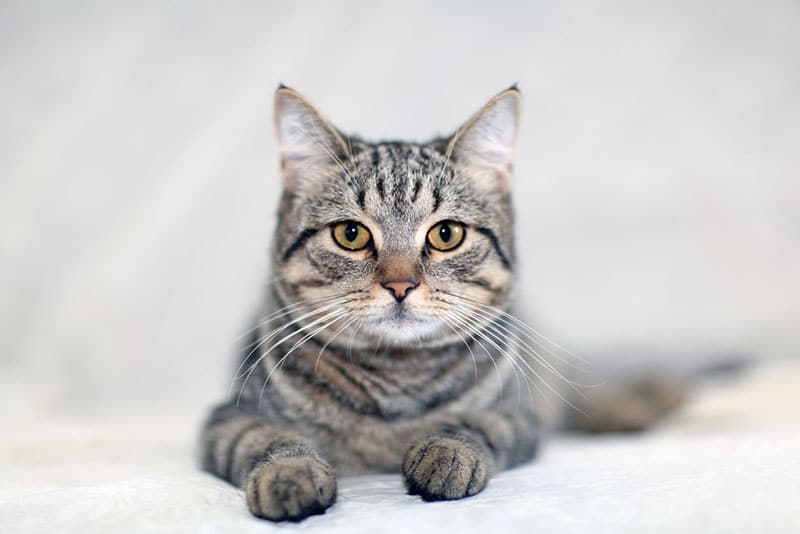 a grey tabby cat on the sofa