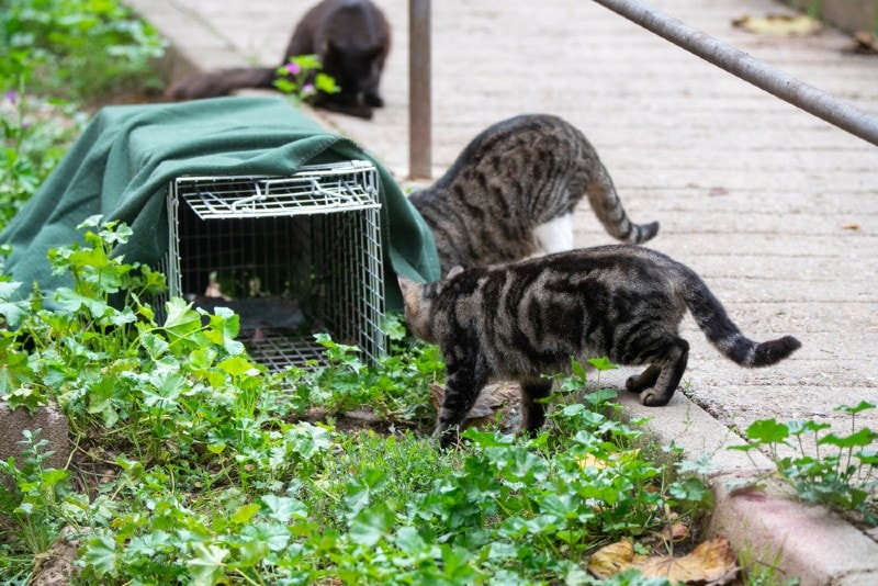 a group of stray cats going inside a trap