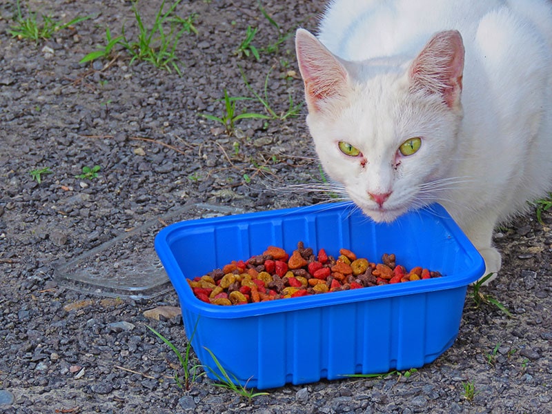 a hungry feral cat eating at an outdoor feeding station