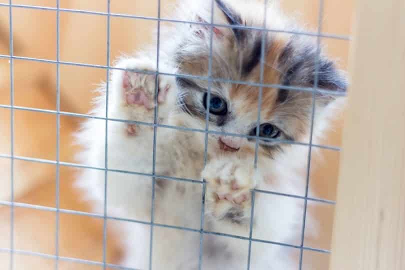 a kitten in a cage