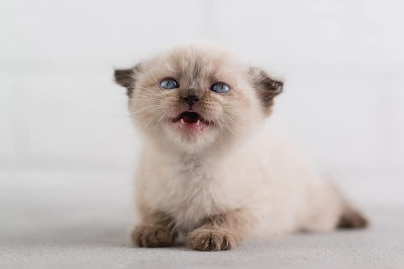 a kitten lying on the floor