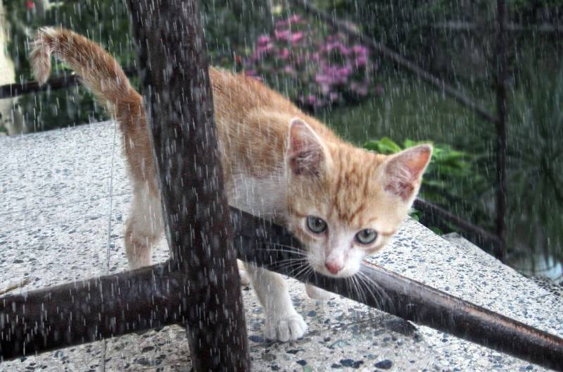 a kitten outside in the rain