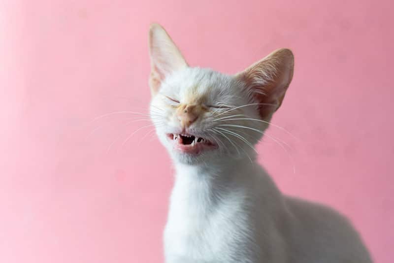 a kitten sneezing in pink background