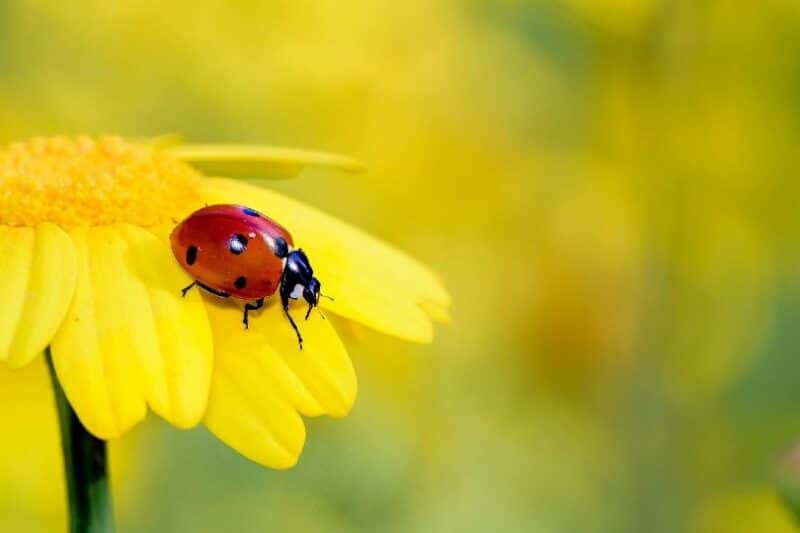 a ladybug on yellow flower