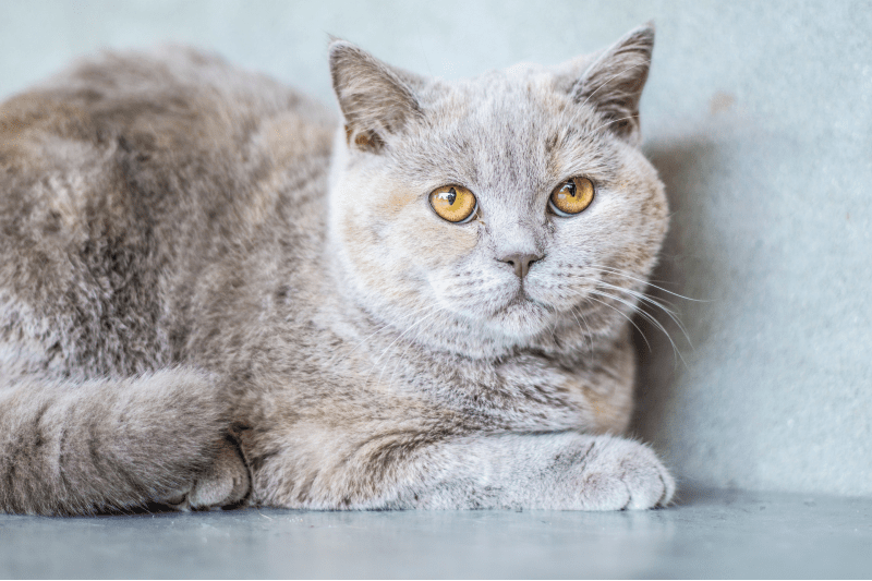 a lilac tortoiseshell cat