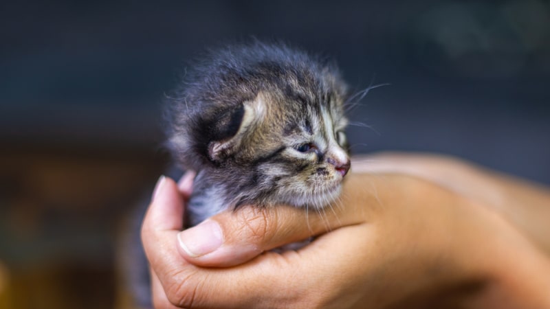 a little cute kitten in woman's hands