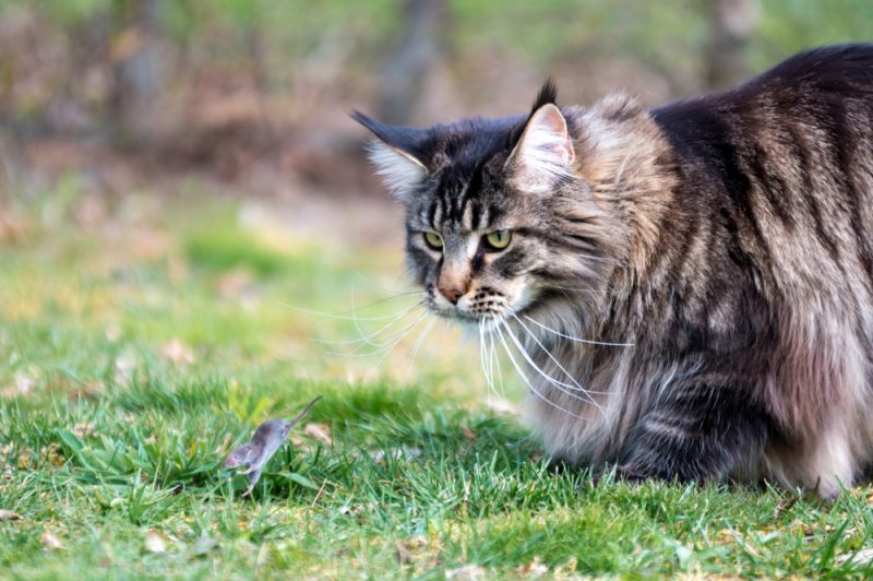 a maine coon cat hunting a mouse outdoors