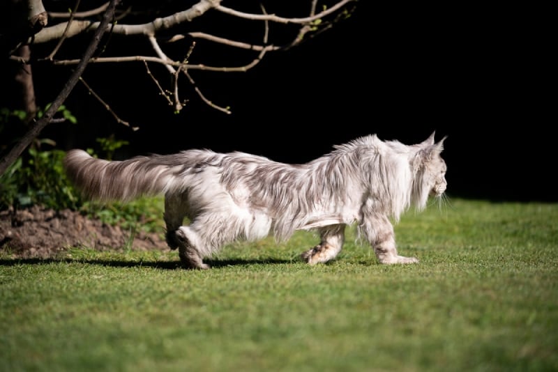 a maine coon cat with scoliosis walking on grass