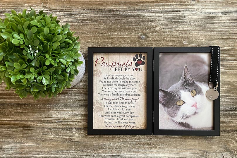 a memorial cat picture near an indoor plant on a wooden table