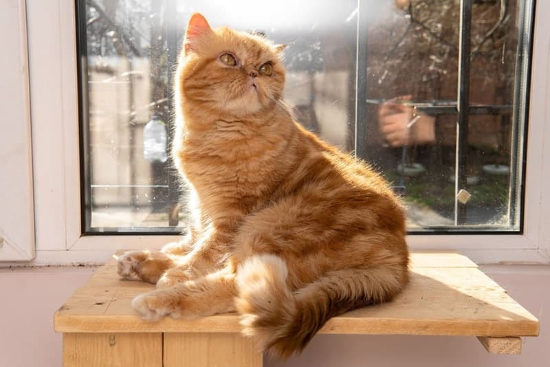 a persian cat sitting on a table by the window