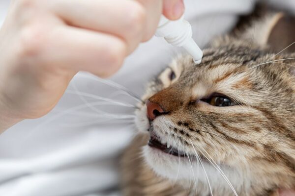a person getting eye drops into the cat's eyes