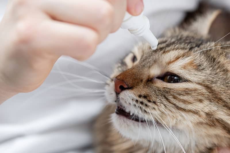 a person getting eye drops into the cat's eyes