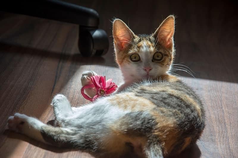a playful tricolor cat with a hair tie bow is playing on the floor