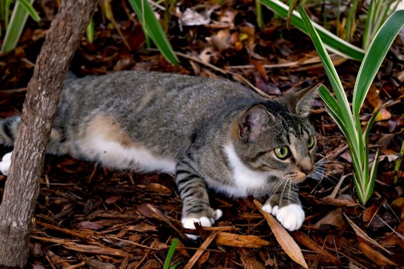 a polydactyl cat ready to pounce