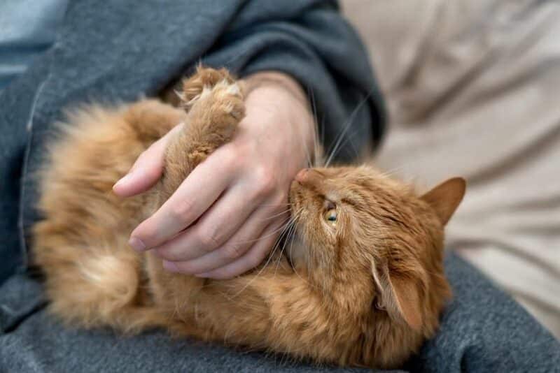 a red domestic cat bites its owner's hand