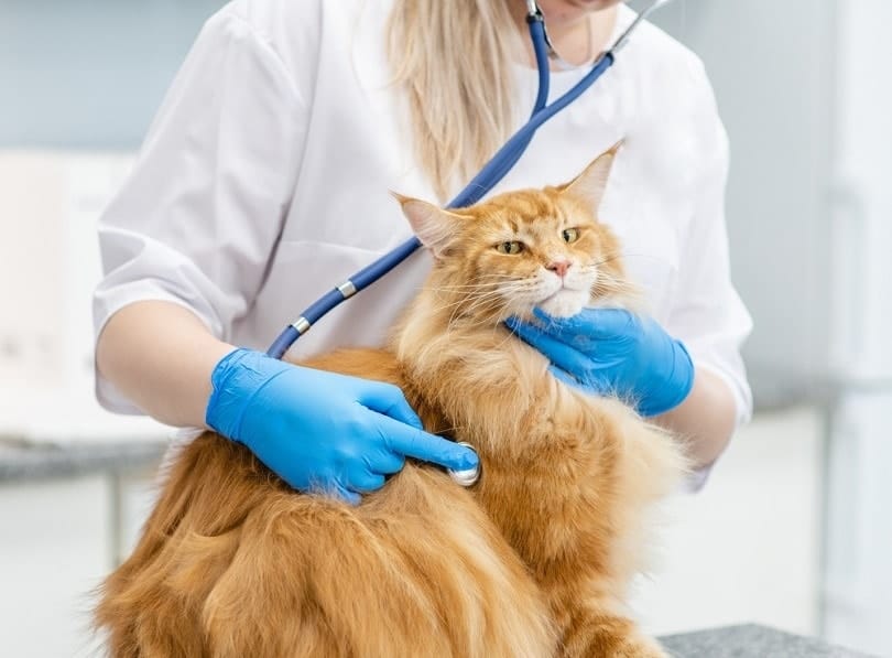 a red long-haired tabby cat is being checked up by a vet