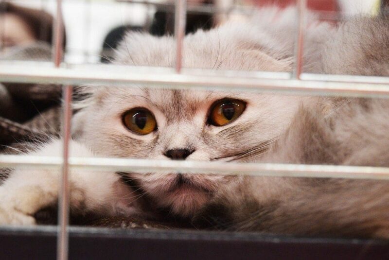 a sad cat inside a cage