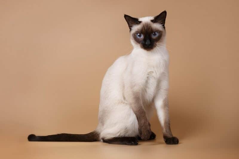 a seal point siamese cat in brown background