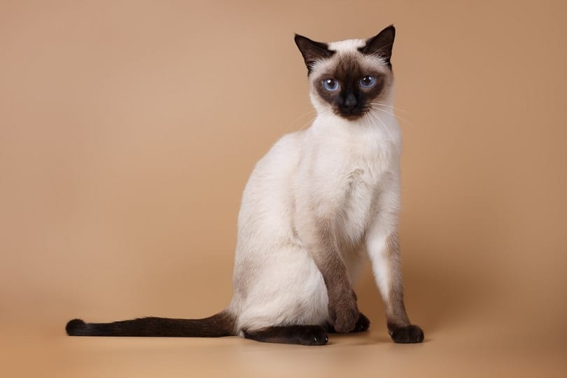 a seal point siamese cat in brown background