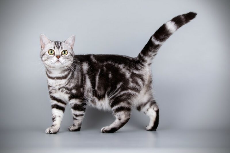a silver tabby cat on gray background