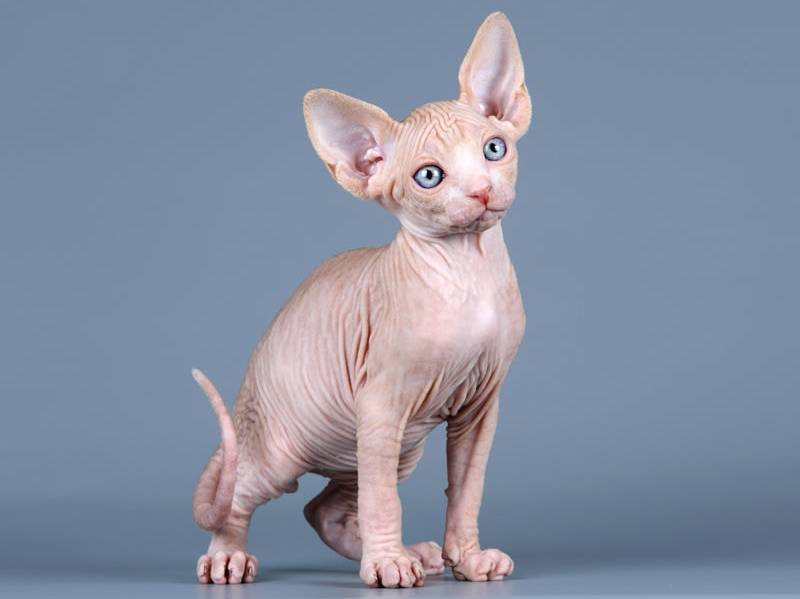 a sphynx kitten on grey background