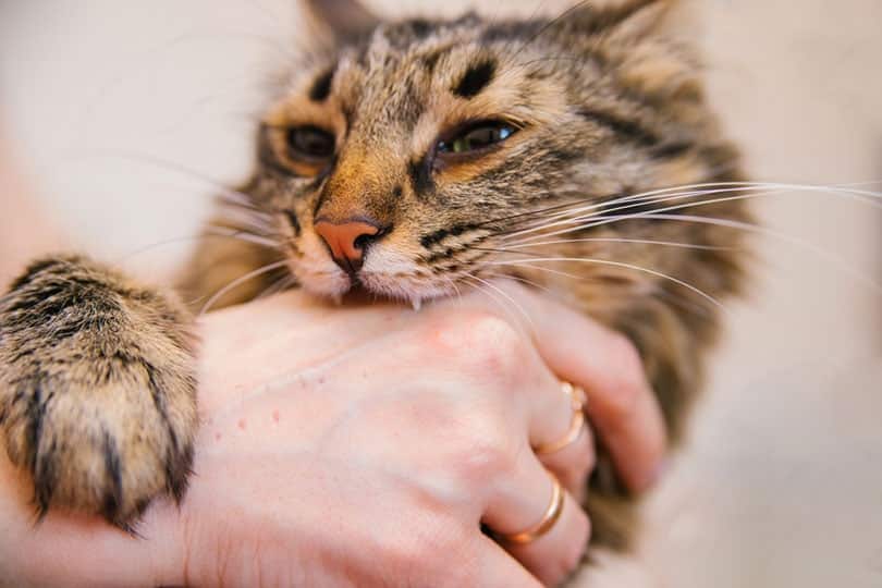 a tabby cat biting owner's hand